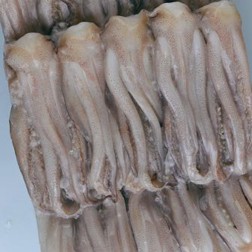 Calamar Tentaculos
